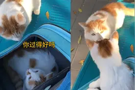 时隔半年猫妈妈和宝宝再一次相见，老母亲第一眼就认出了宝宝视频封面