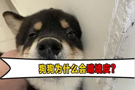 狗狗为什么会啃墙皮？视频封面