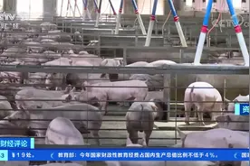 猪肉收储：谁来收？怎么储？视频封面