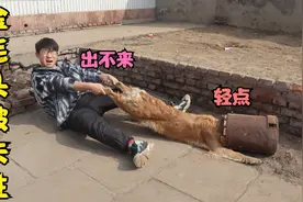 金毛贪玩卡住头，小亮怎么拽都拽不出来，你们有啥办法帮它出来？视频封面