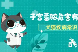 子宫蓄脓危害有多大，终于知道为什么要给狗狗做绝育了！视频封面