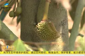 三亚榴莲来了 预计今年6月上市视频封面