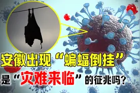 安徽动物出现异常行为，蝙蝠多次以怪异姿势死亡，又想传播病毒？视频封面