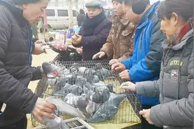 为什么鸽市卖不了的鸽子都往这儿送，她收这么多鸽子都弄哪儿去了视频封面
