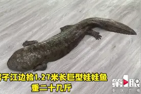 男子江边捡1.27米长巨型娃娃鱼 重二十几斤视频封面