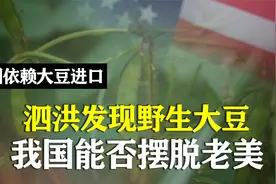 泗洪发现野大豆有多重要？美国用1粒中国大豆，改变全球大豆行业视频封面
