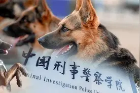 中国刑警学院竞售54只淘汰受训犬，领养人有三个条件，网评亮了视频封面