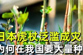 日本虎杖无限繁殖，花费63亿都消灭不掉，为何在我国被大量种植？视频封面