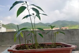 吃剩下的芒果核别扔了，三分钟教你种出盆栽果树，不施肥不泡药视频封面