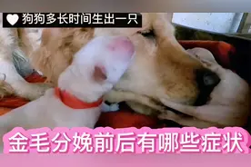 你们知道金毛狗分娩前后有哪些症状和表情看看铲屎官怎么说的视频封面