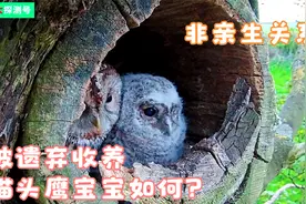 两只从小被遗弃猫头鹰宝宝，在非亲生父母照料下，它们结局如何？视频封面