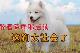 萨摩耶醉酒后续，泡金毛，夜不归宿，这狗真社会视频封面