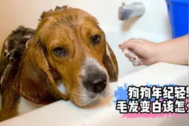 狗子年纪轻轻毛发变白怎么办？