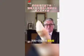 猫咪大摇大摆闯入视频会议 惹人笑声不断视频封面