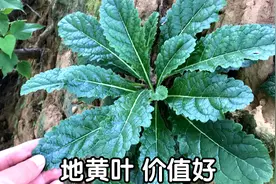 地黄叶捣碎价值高，女性的福音，看看到底有啥好？涨知识了视频封面