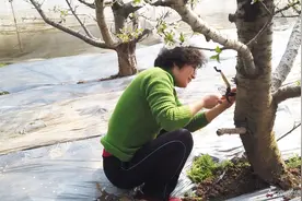 这种虫子会钻进树体，导致樱桃树死亡！看樱桃嫂怎么发现消灭它们视频封面