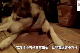 主人带二哈去KTV玩，结果二哈彻底玩嗨了，大家忍住别笑视频封面