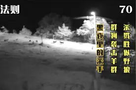 流浪狗夜袭羊群，猎杀手段比狼群还凶残，整个羊圈几乎被屠杀殆尽视频封面