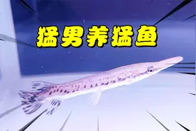 猛男养猛鱼！花7块8毛钱网购1条凶猛无比的鳄雀鳝！视频封面