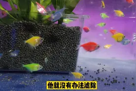 鱼缸底部有点杂质很正常，使用些小妙招可以把它基本清除视频封面