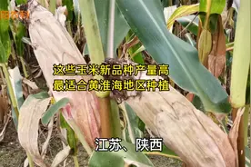 这些玉米品种，最适合黄淮海地区种植，平均亩产都在1500斤以上视频封面