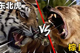 老虎真打不过熊？锡霍特山多次出现东北虎残骸，疑似遭棕熊杀害视频封面