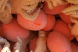 有见过铁树开花结果吗？能开胃健脾、止咳化痰、除湿、但不能乱吃视频封面