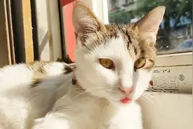 第3个月，来咯来咯，当初的小猫咪长大了哟，这小样子也太英俊了视频封面