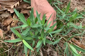 5月大连最好吃的野菜之一，这几天很多人开车去采，错过了要等1年视频封面