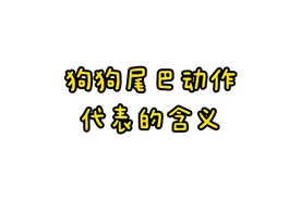 宠物知识分享！狗狗尾巴代表的含义，你知道吗？视频封面