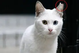 【科普】到底是谁“狠心”剪掉了猫咪的耳朵？！视频封面