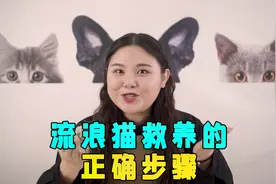 宋祖儿捡到猫啦！流浪猫的正确救助步骤，帮我赶紧告诉她！视频封面
