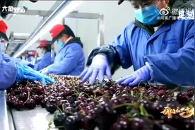 中国人的车厘子自由从河南开始视频封面