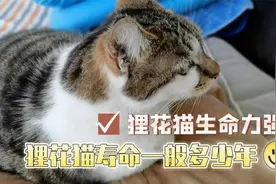 狸花猫是我国一种很古老的猫，生命力强，那狸花猫寿命一般多少年视频封面