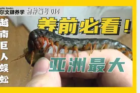 迷上养蜈蚣！？ 最全面的宠物蜈蚣入坑指南 | 越南巨人蜈蚣...视频封面