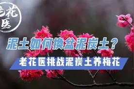 泥土种植容易S？泥土如何换盆泥炭土？老花医挑战泥炭土养梅花视频封面