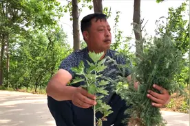 许多朋友艾草茵陈分不清，今天就给大家做下对比，大家来看了解下视频封面