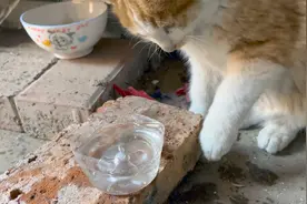 滴水成冰的冬天，给流浪猫喂点水视频封面