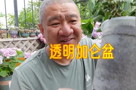3盆不同的1加仑落跑新娘绣球，材料不同，生长有什么不同？