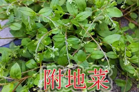 农村美味的“附地菜”，植物别称“鸡肠草”，遇见可别当野草除视频封面