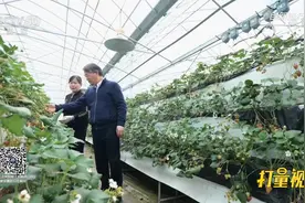 大棚内草莓患“灰霉病”，治理不及时将面临灭顶之灾|创新进行时视频封面