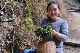 一捧野菊花苗，来自山上的野味，又清香又美味视频封面