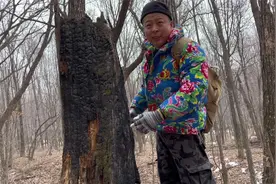 东北林区满山都是宝，雷击木可以做工艺品，涛哥也有走眼的时候