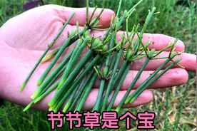 很多人不知道：节节草捣碎作用厉害了，遇见记得摘回家！视频封面