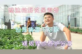 裸根灌木到手后应该怎么养护？学会这几招，裸根养护不犯难。视频封面