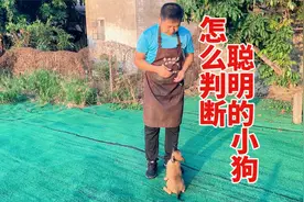 怎么看小狗是否聪明，十年训犬师来教你，看看你家狗有几点视频封面