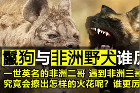“一世英明”的鬣狗，在遇到非洲三哥野犬后，也得“毁于一旦”视频封面