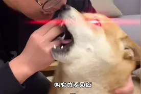 为什么狗狗不理男主人？跟颜值关系不大视频封面