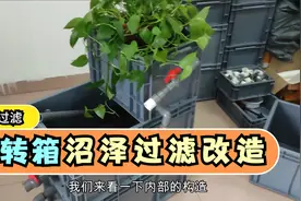周转箱鱼池过滤系统制作分享，沼泽过滤可以这样做，减少出水噪音视频封面