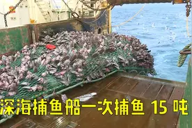 在1000米的深海里，捕捞一次就15吨，出海一次就要几个月！视频封面